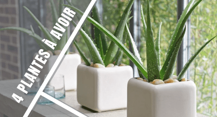4 Plantes dépolluantes pour votre intérieur